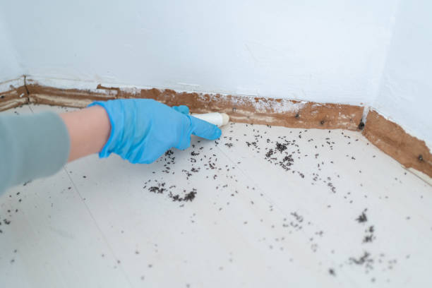 Best Affordable Pest Control Services  in Moody, TX